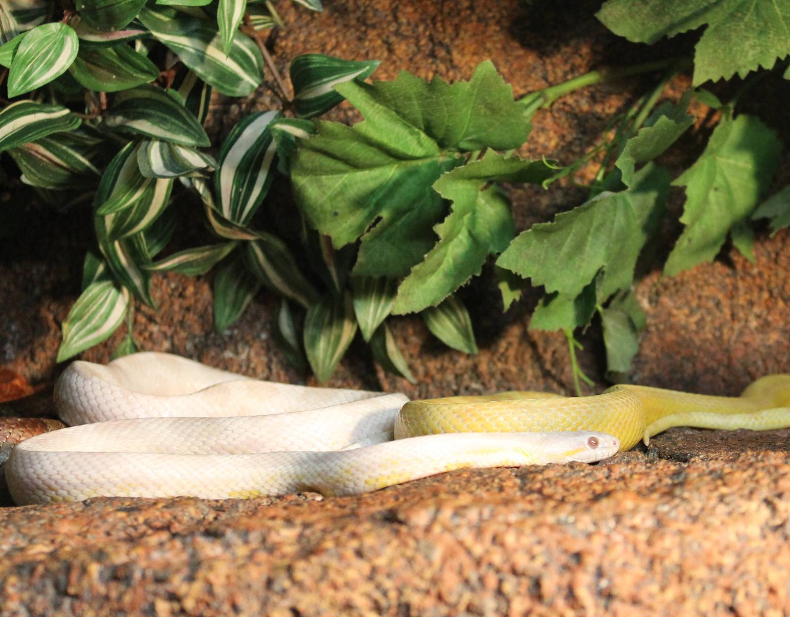 Corn snake mutations