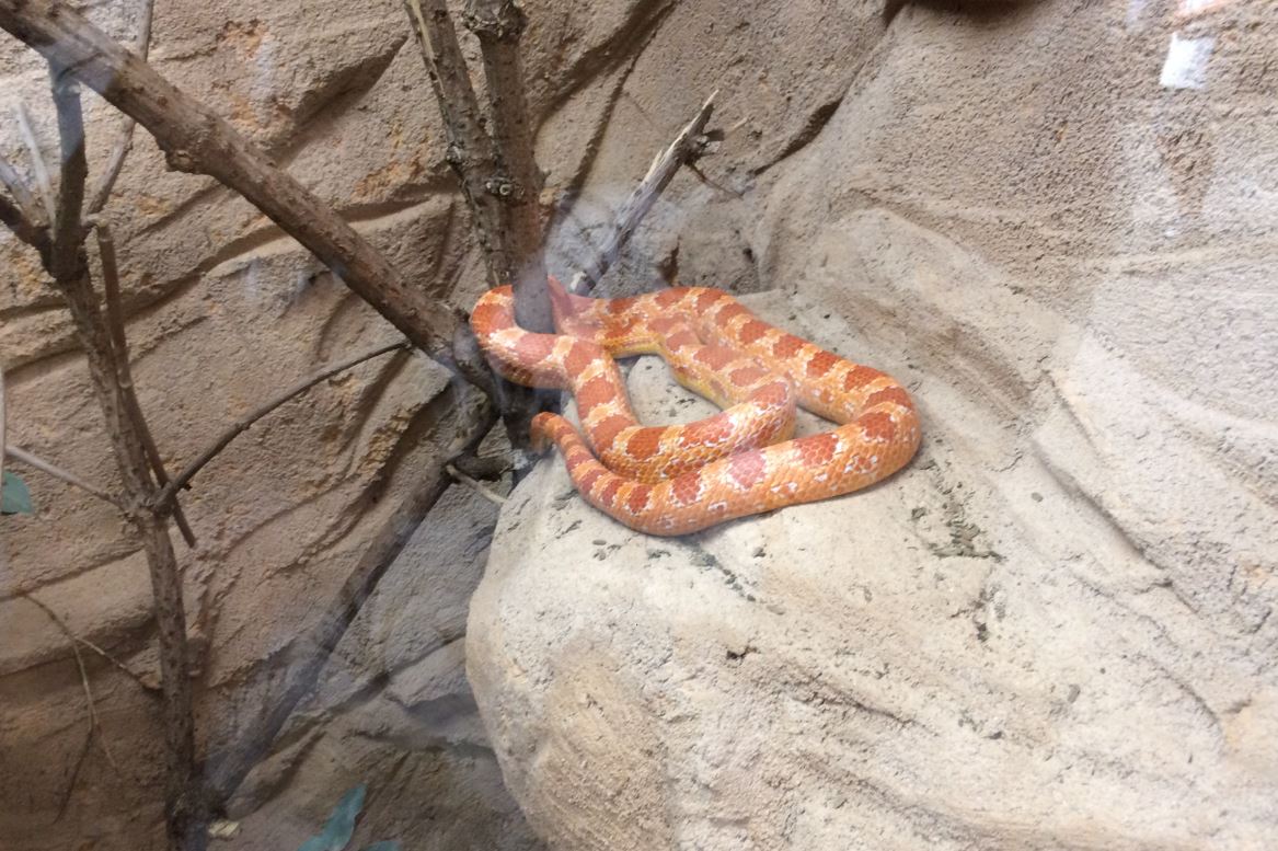 Corn Snake (Pantherophis guttatus) 12-8-2018