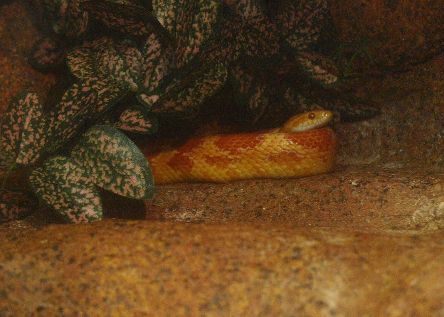 Corn snake (Pantherophis guttatus), 2017-02-06