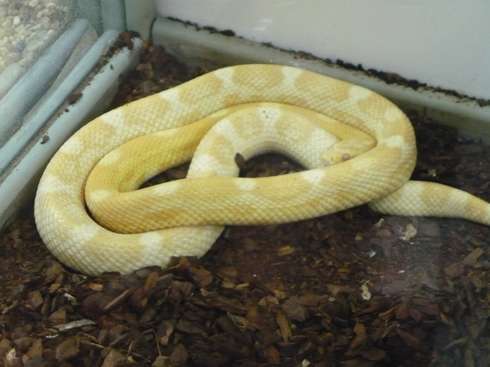 Corn snake (Pantherophis guttatus)