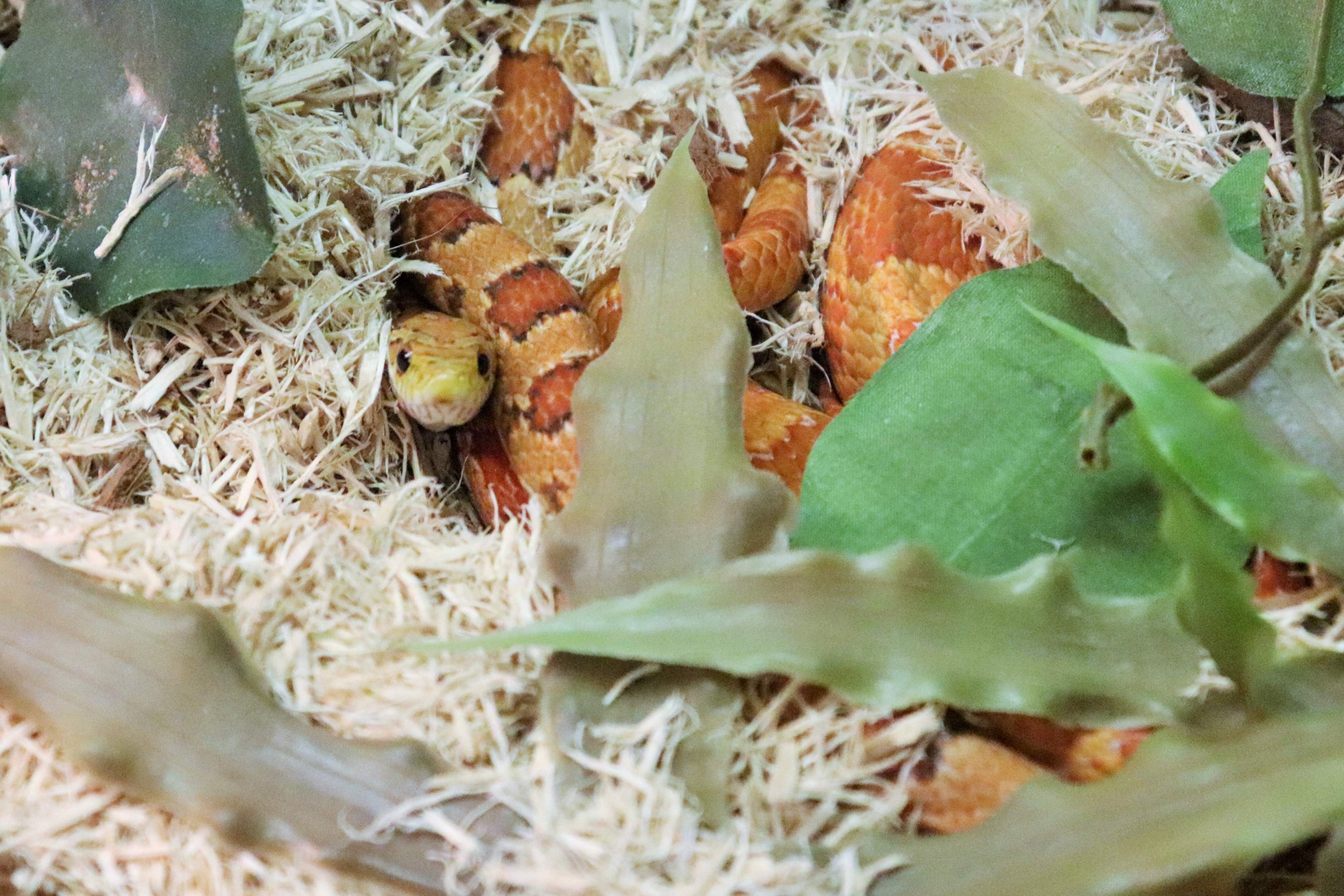 Corn Snake (Pantherophis guttatus)