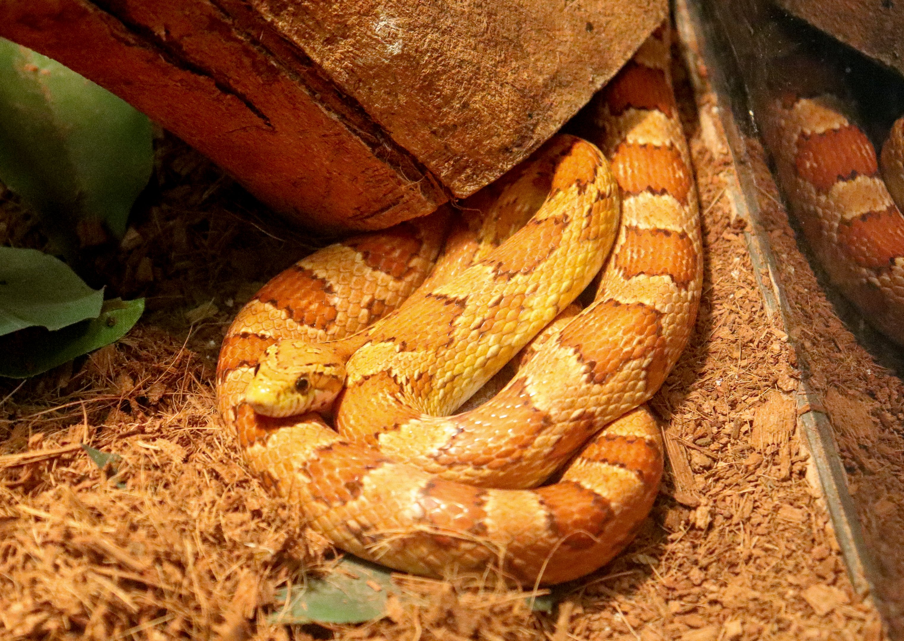 Corn Snake (Pantherophis guttatus)