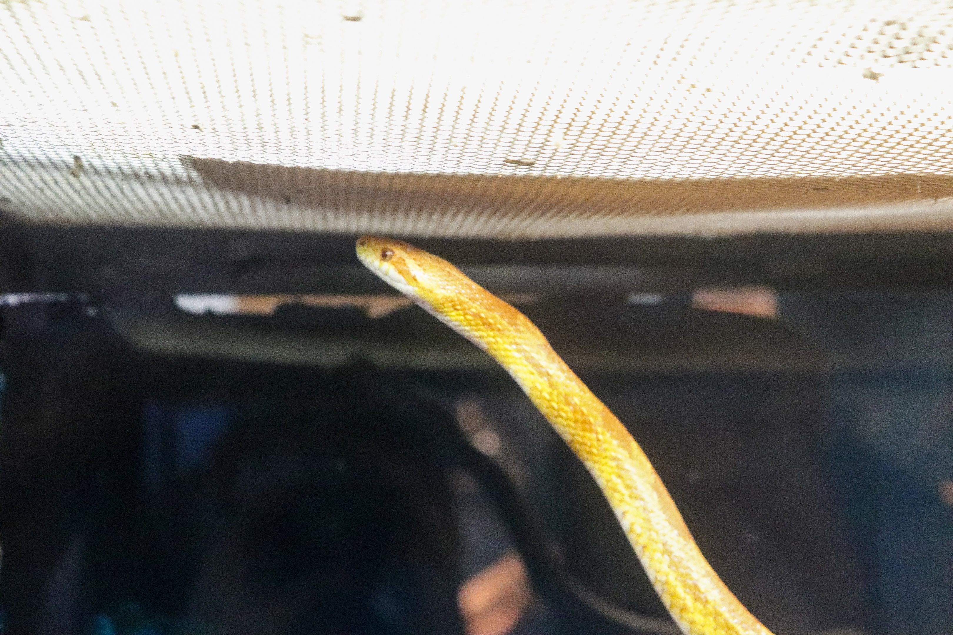 Corn Snake (Pantherophis guttatus)