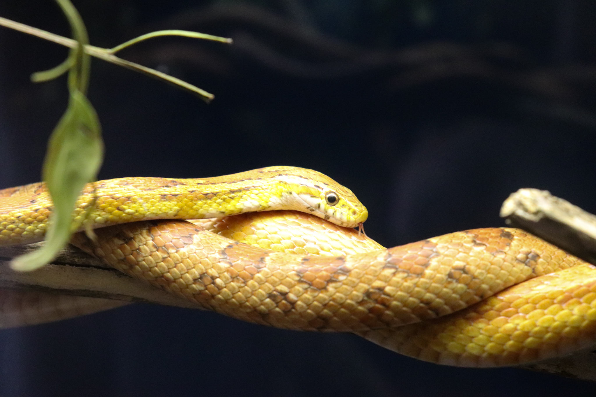 Corn Snake (Pantherophis guttatus)