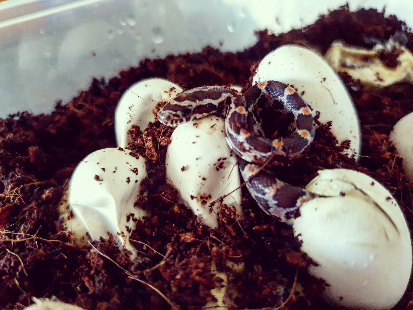 Corn Snake - Pantherophis guttatus