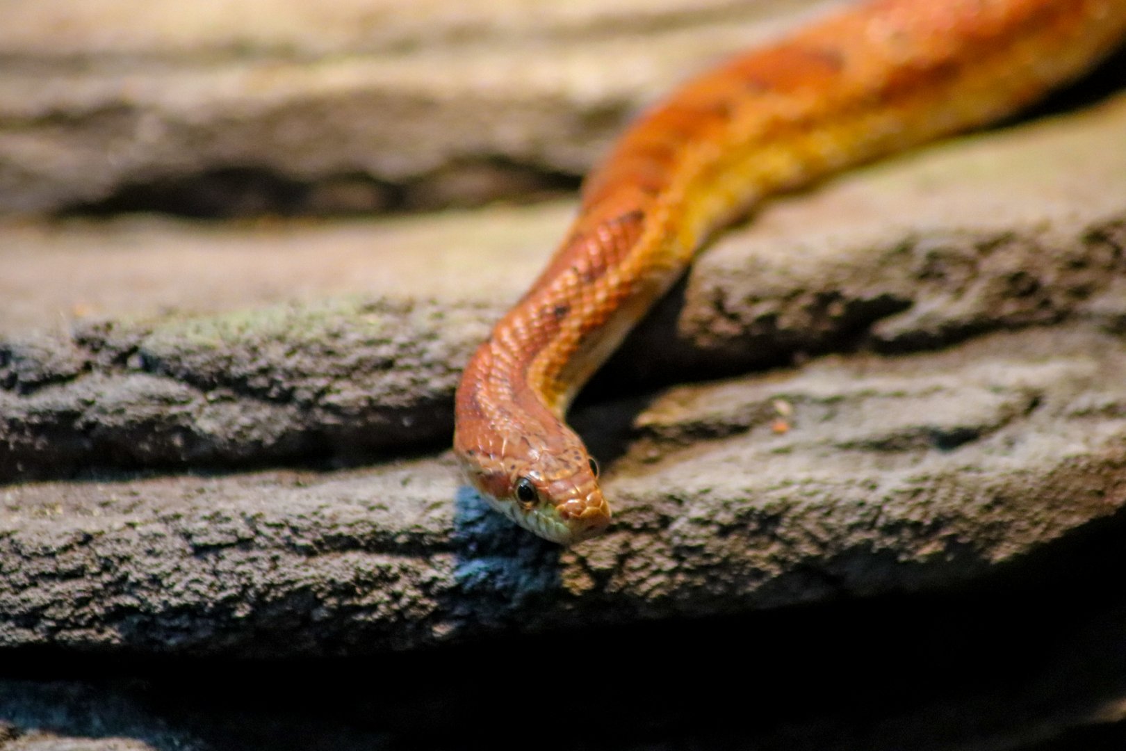 Corn Snake (Pantherophis guttatus)
