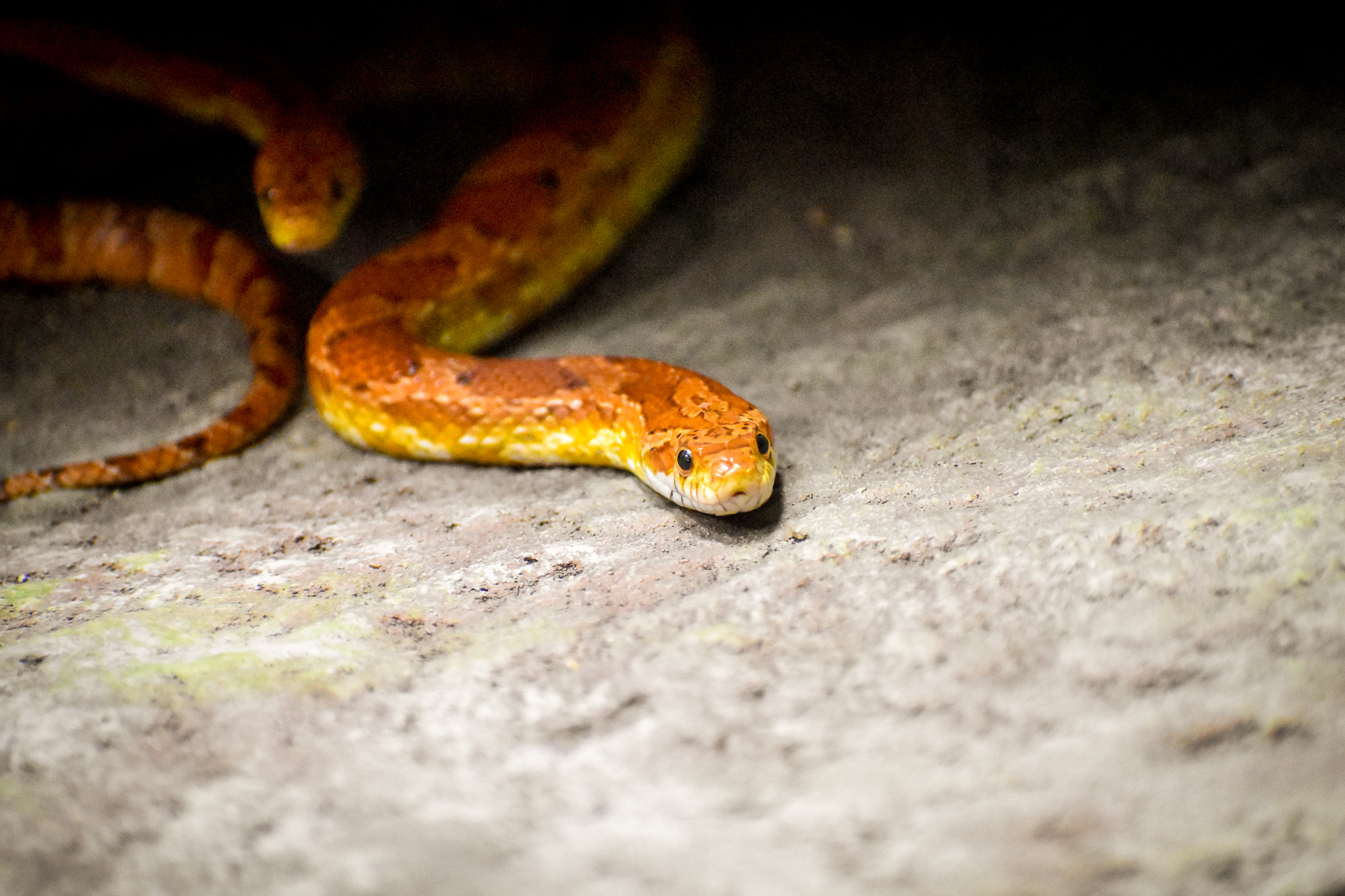 Corn Snake (Pantherophis guttatus)