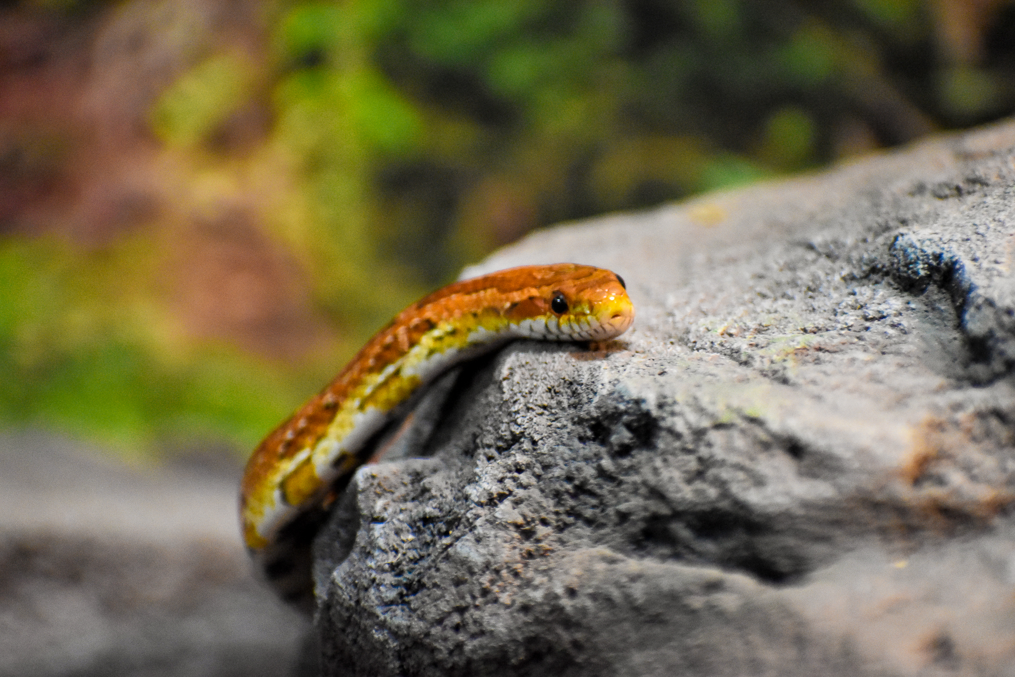Corn Snake (Pantherophis guttatus)