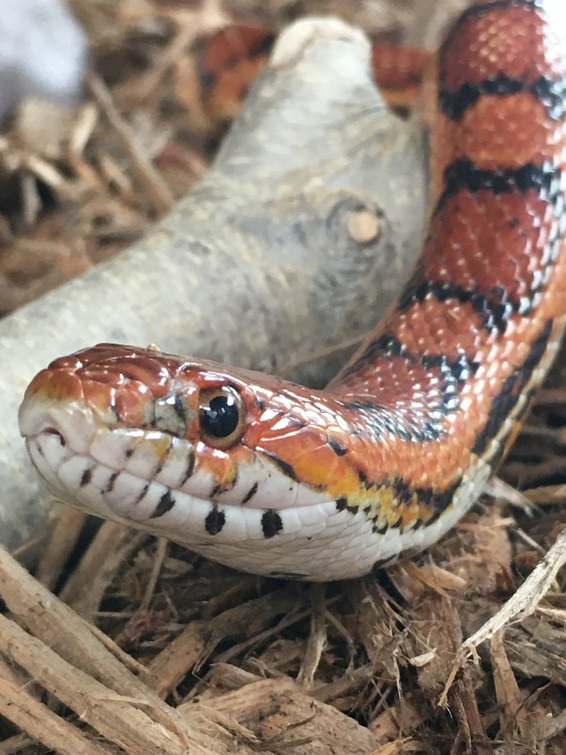 Corn Snake (Pantherophis guttatus)