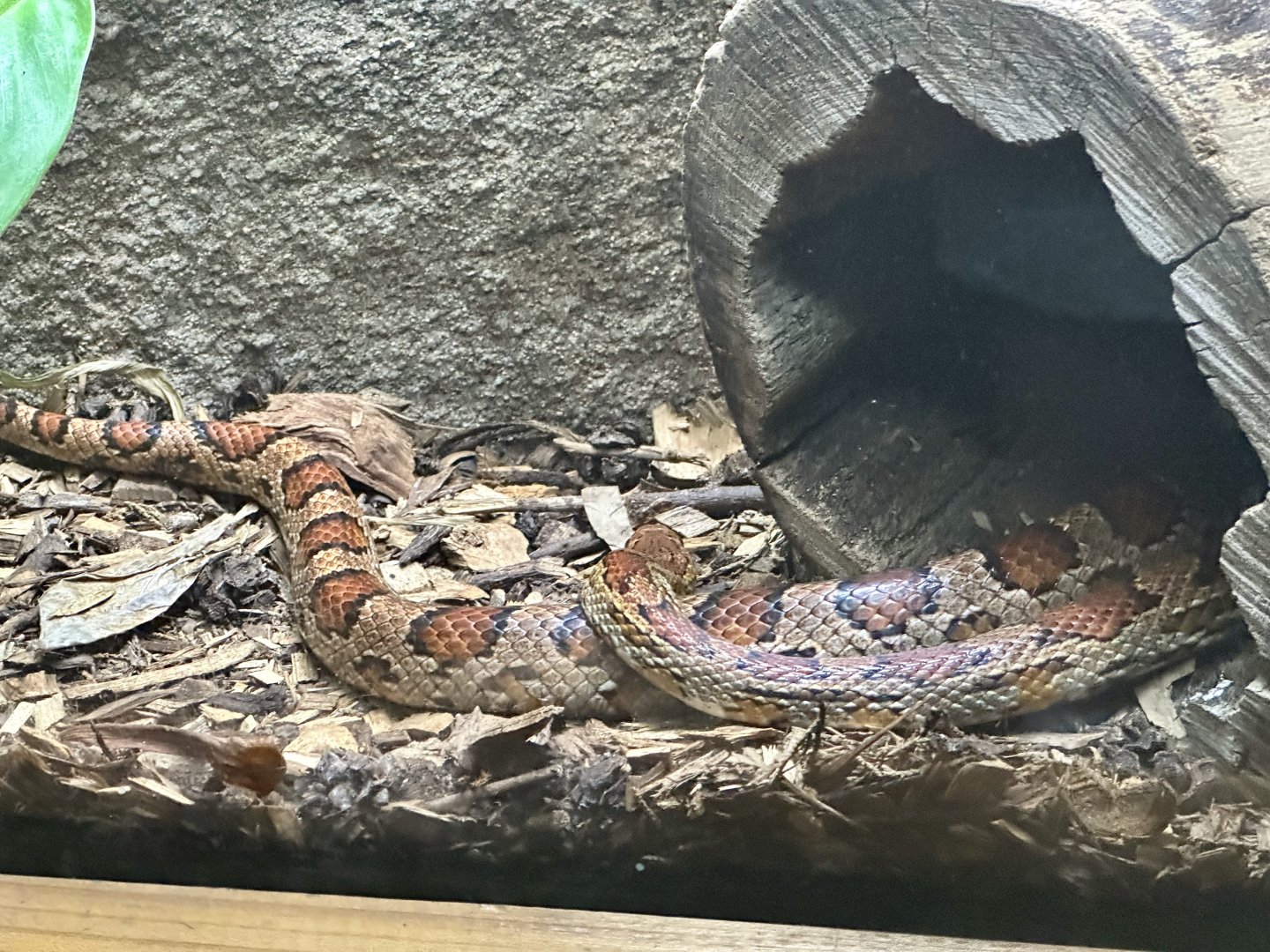 Corn snake (Pantherophis guttatus)