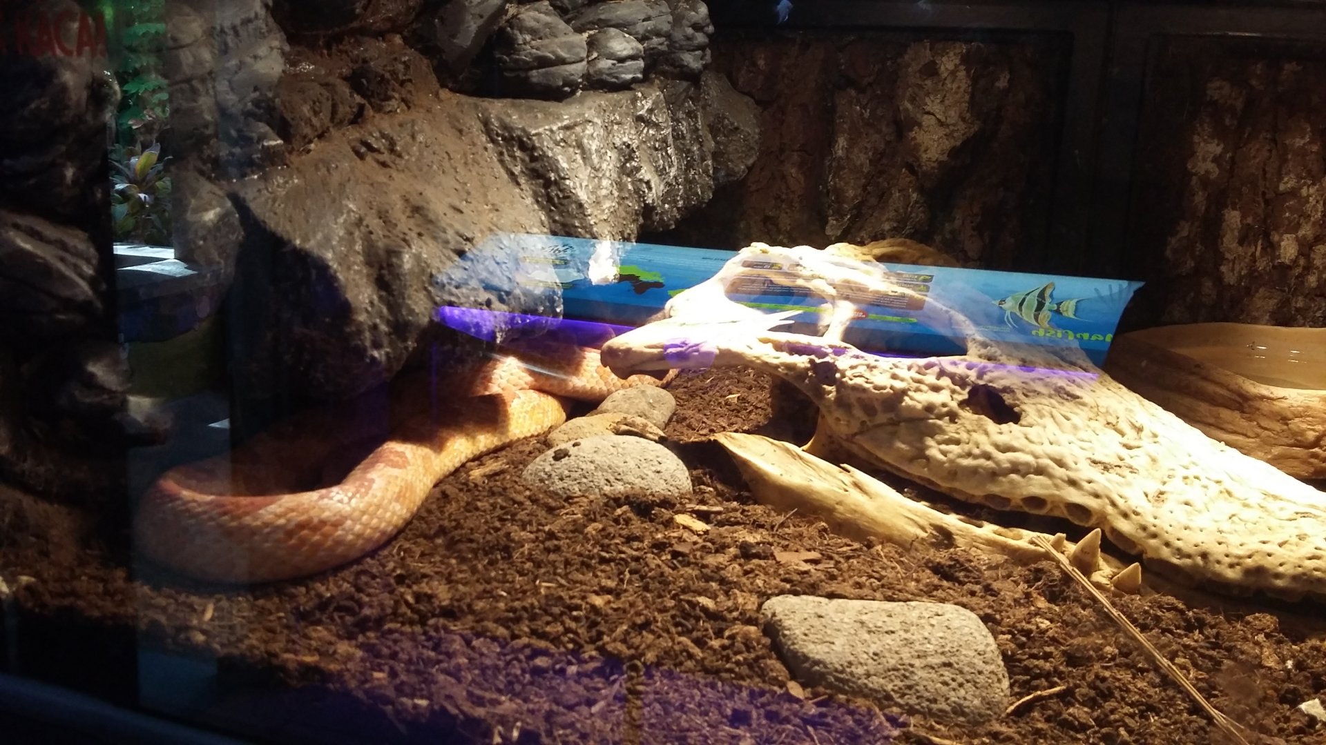 Corn snake (Pantherophis guttatus)