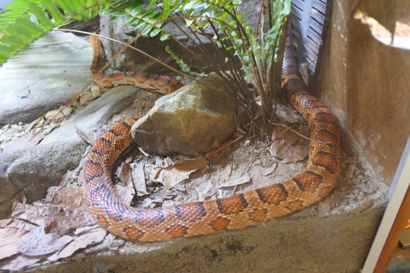 Corn Snake (Pantherophis guttatus)