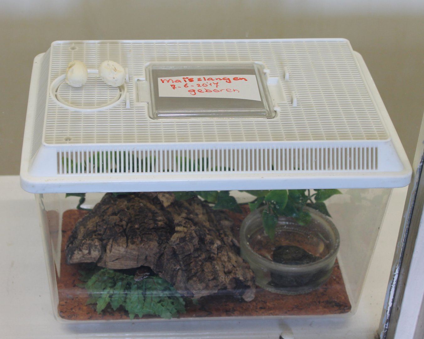 Corn snake raising-box