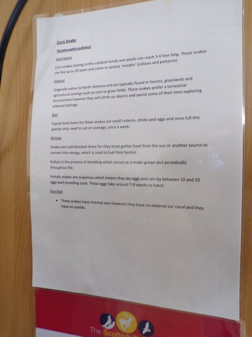 Corn snake signage in education room