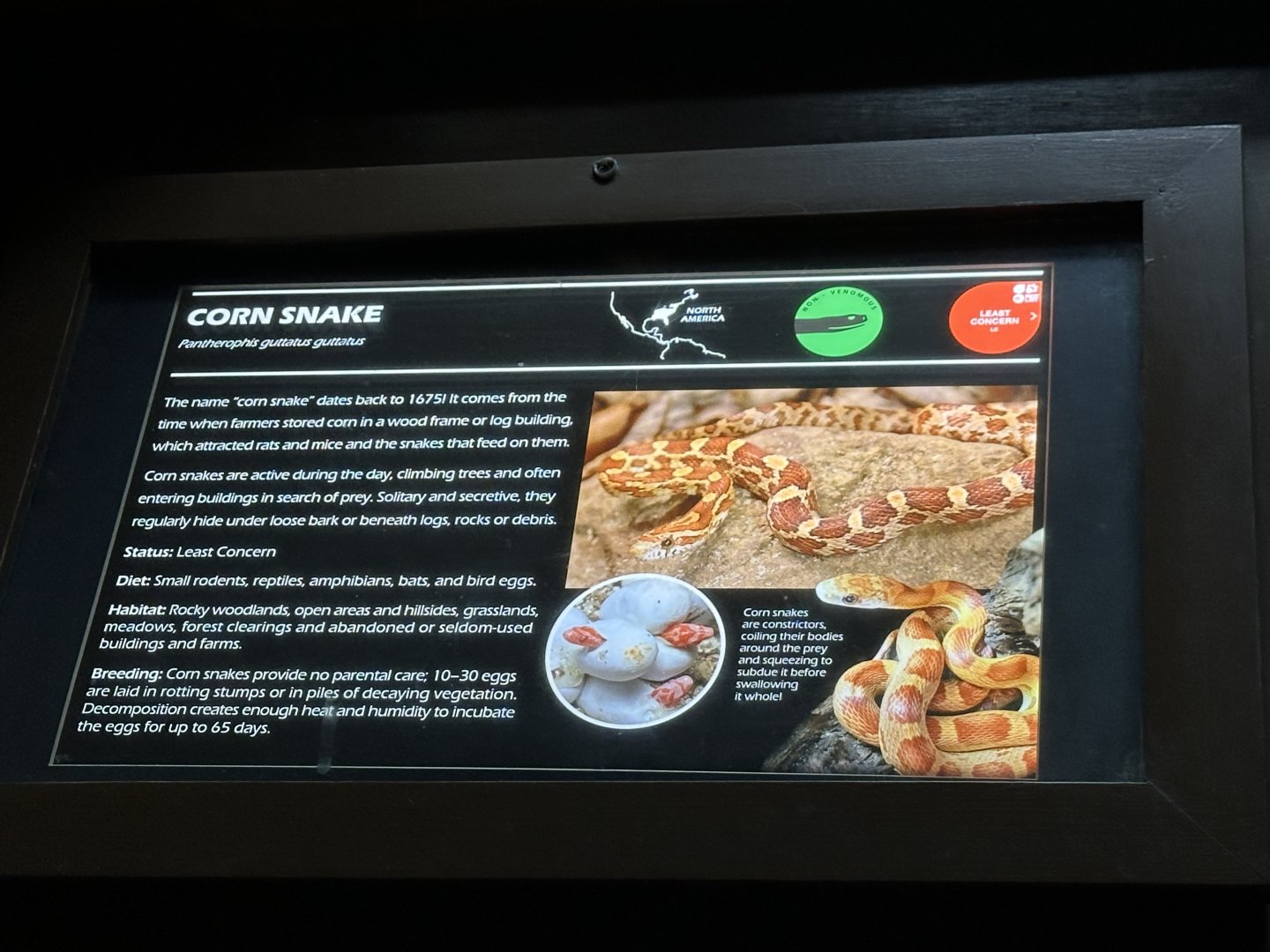Corn snake signage