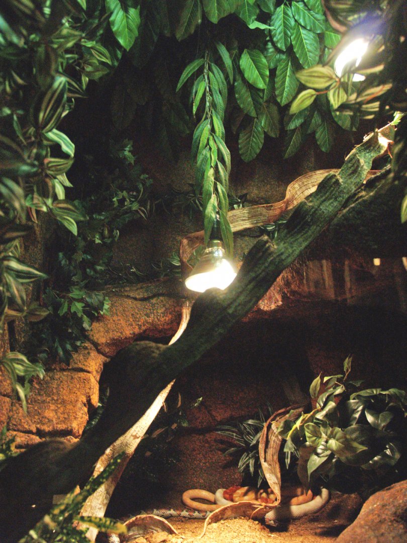 Corn snake terrarium, 2009-04-14