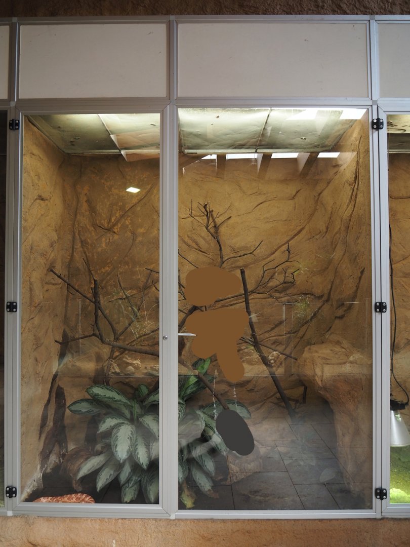 Corn snake terrarium, 2024-06-08