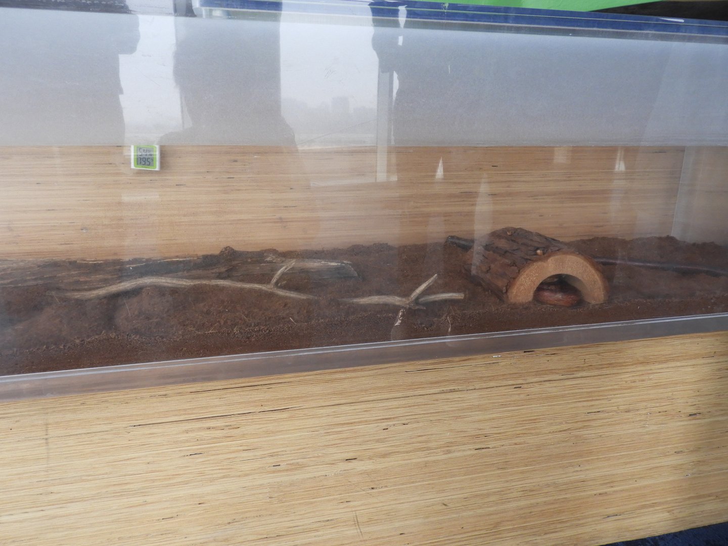 Corn Snake terrarium - Great Lakes Future - Reiman Aquarium