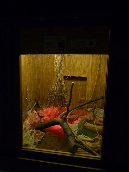 Corn snake terrarium