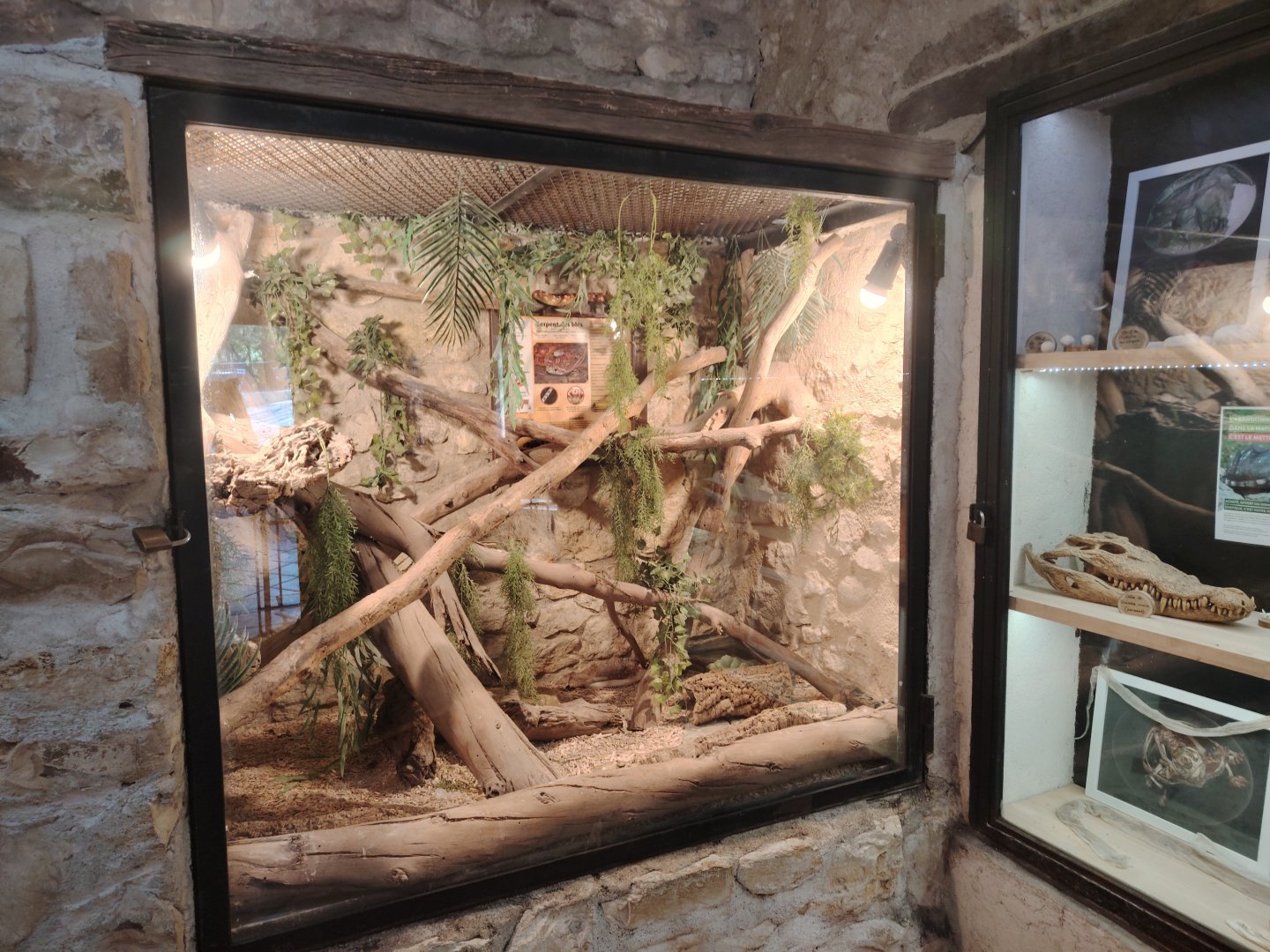 Corn snake Terrarium