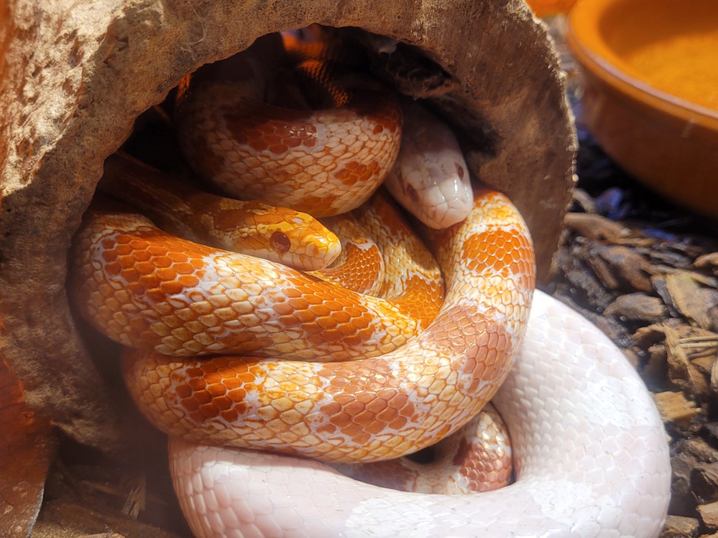 Corn snake -Zoo de Santillana del Mar (2023)