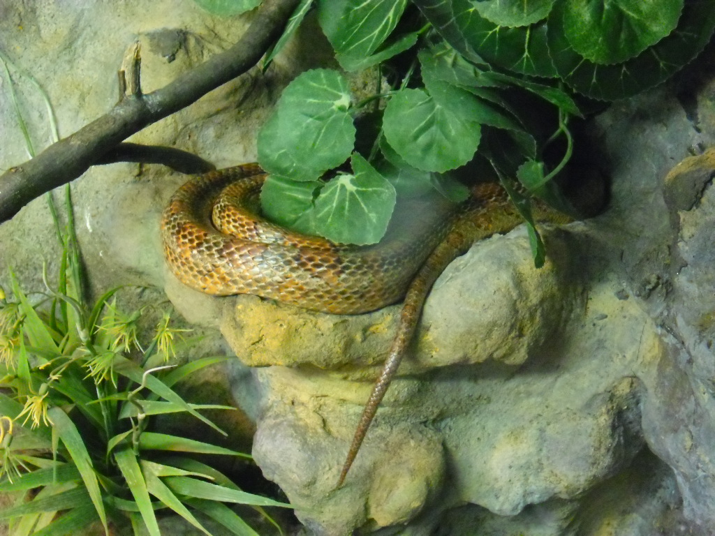 Corn snake