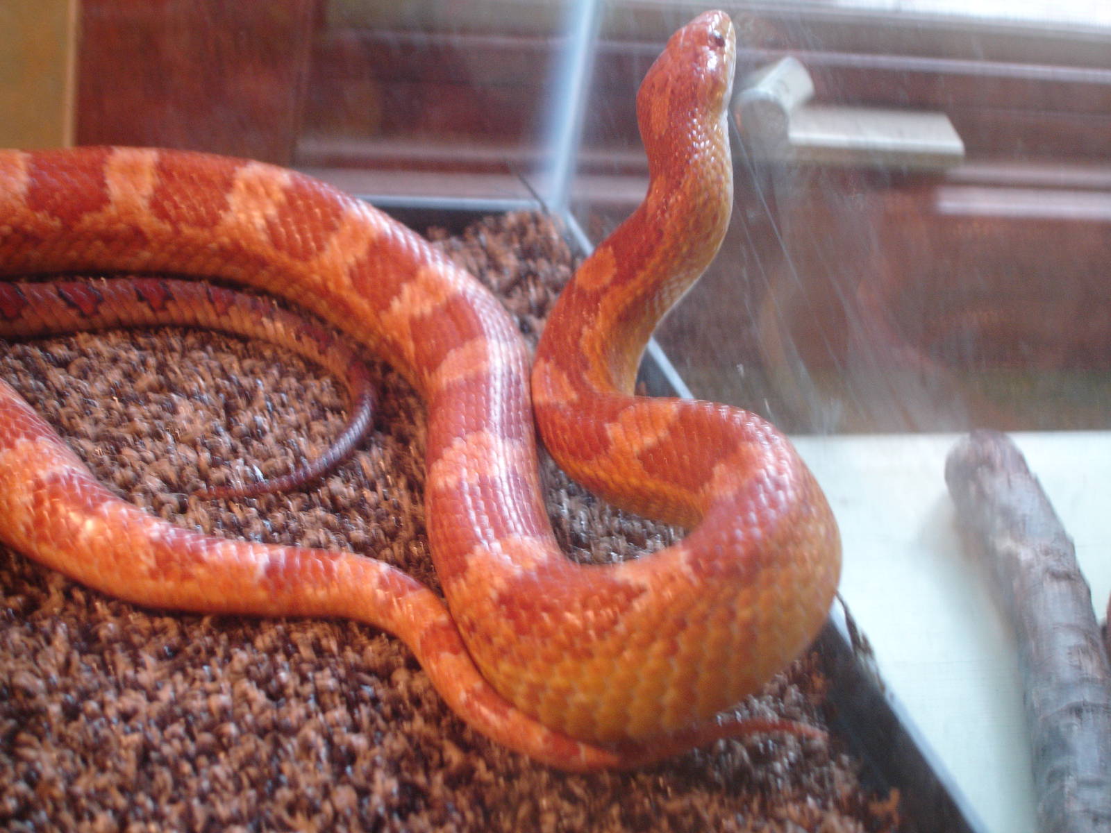 Corn Snake