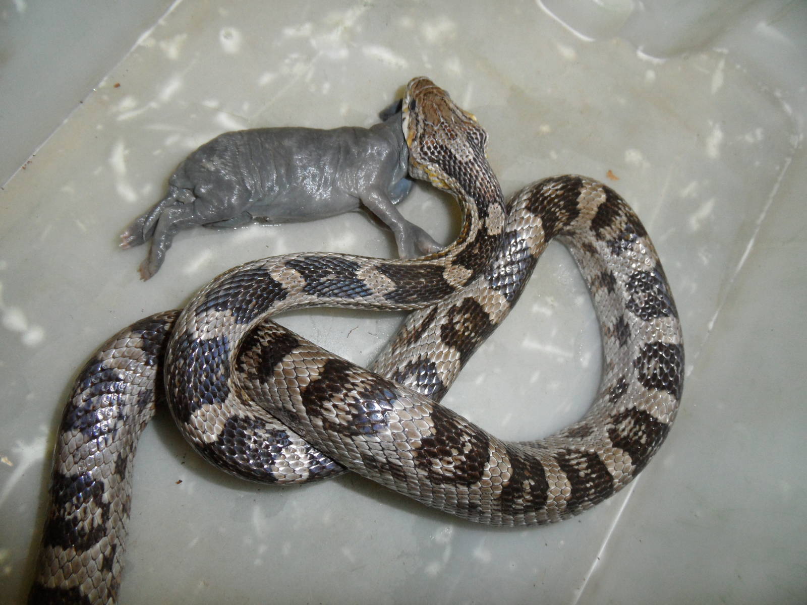 Corn snake