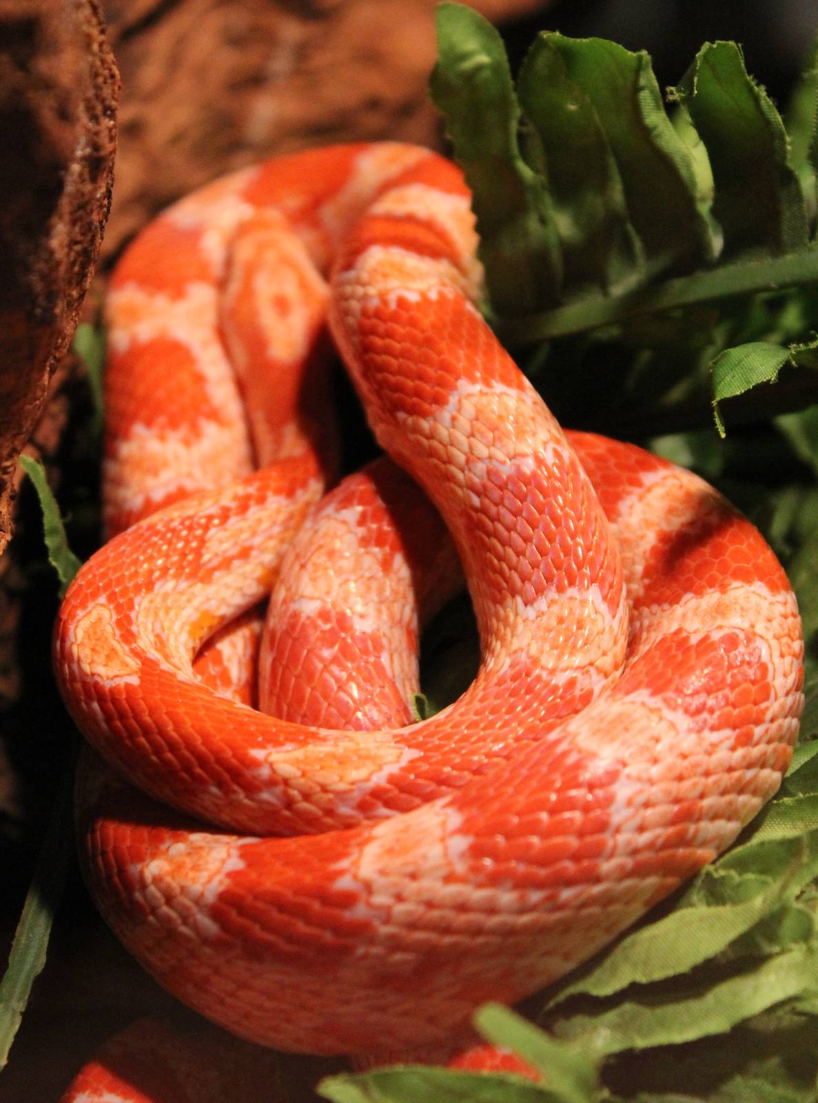 Corn snake
