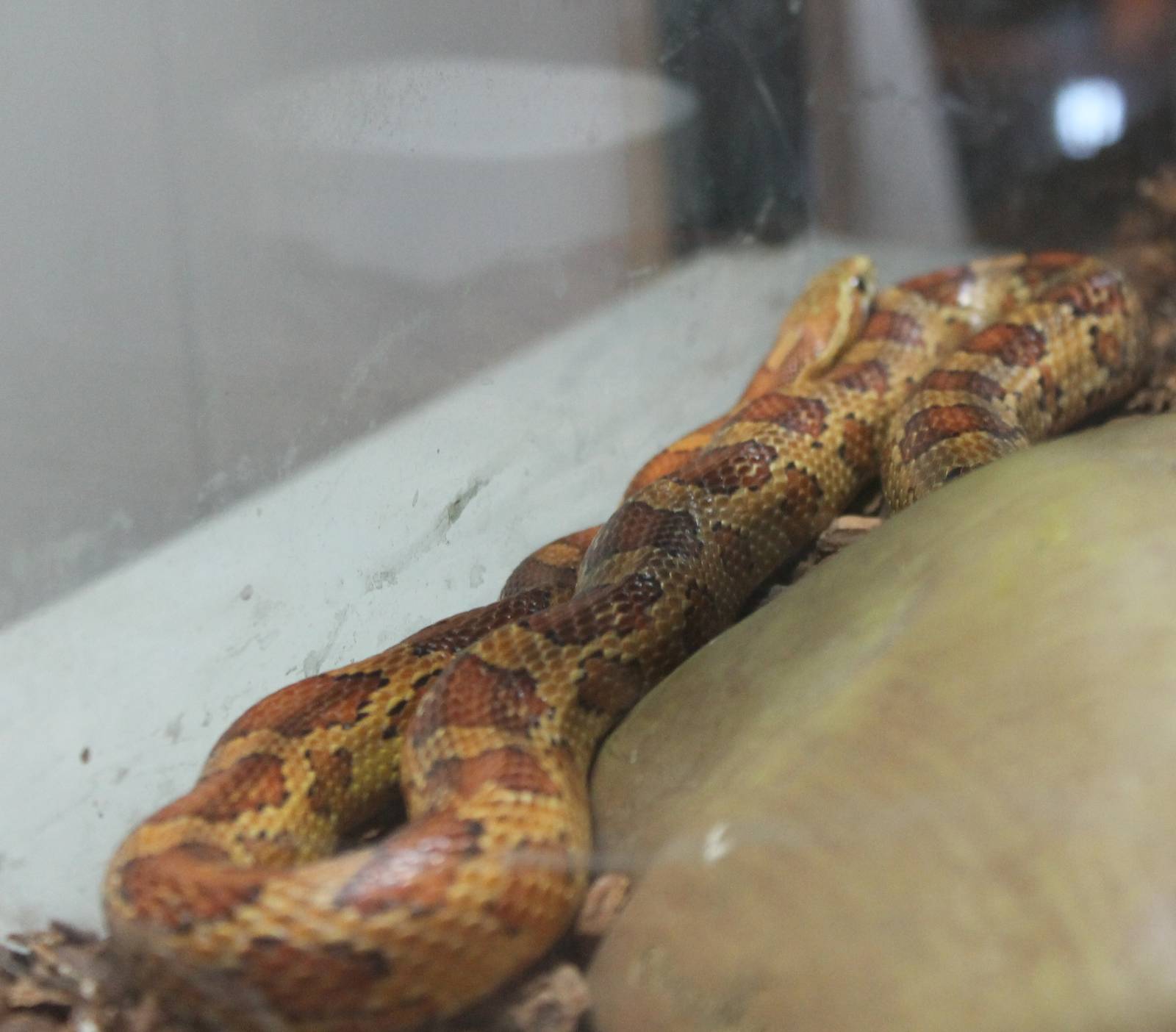 Corn snake