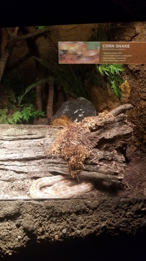 Corn snake
