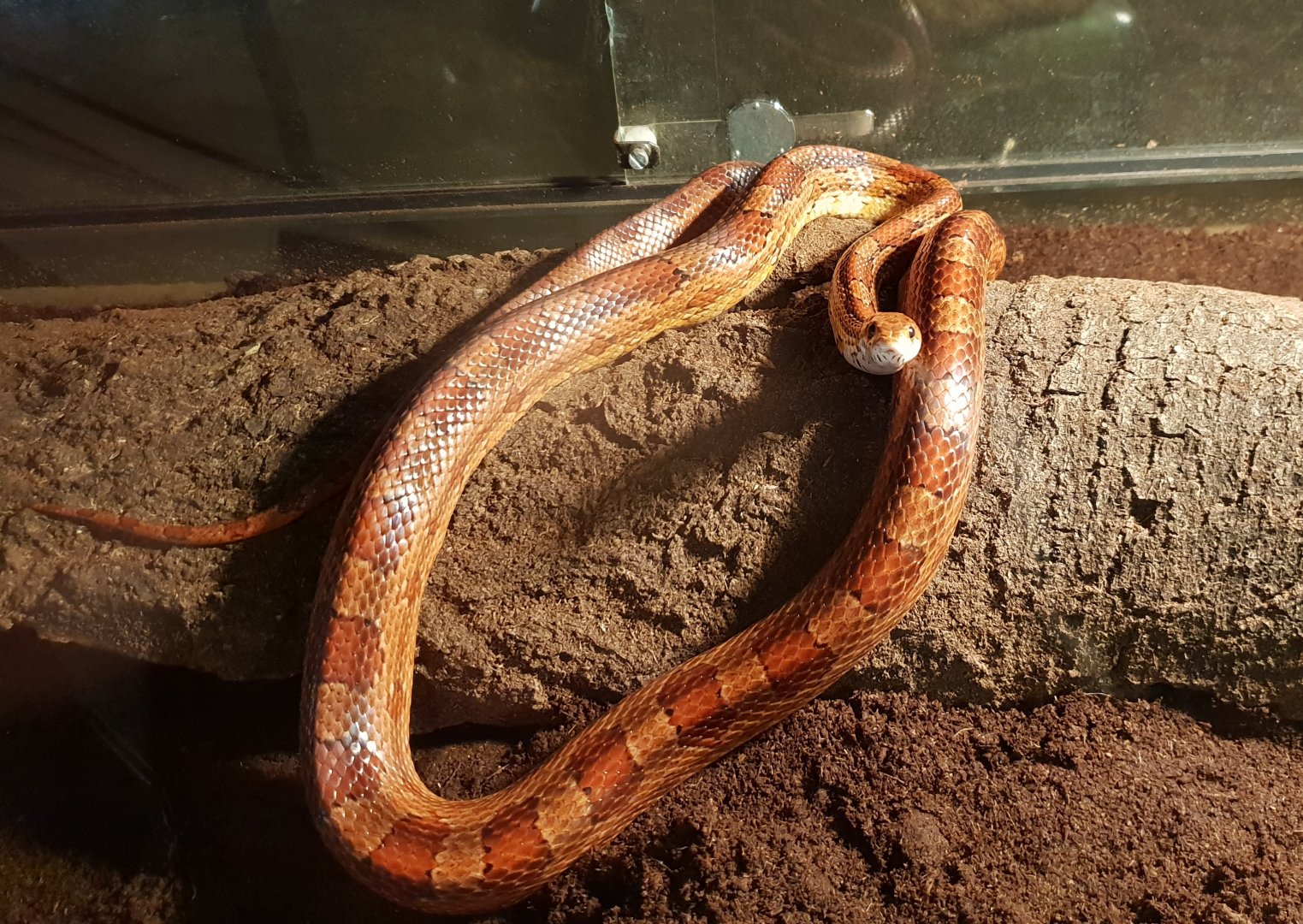 Corn snake