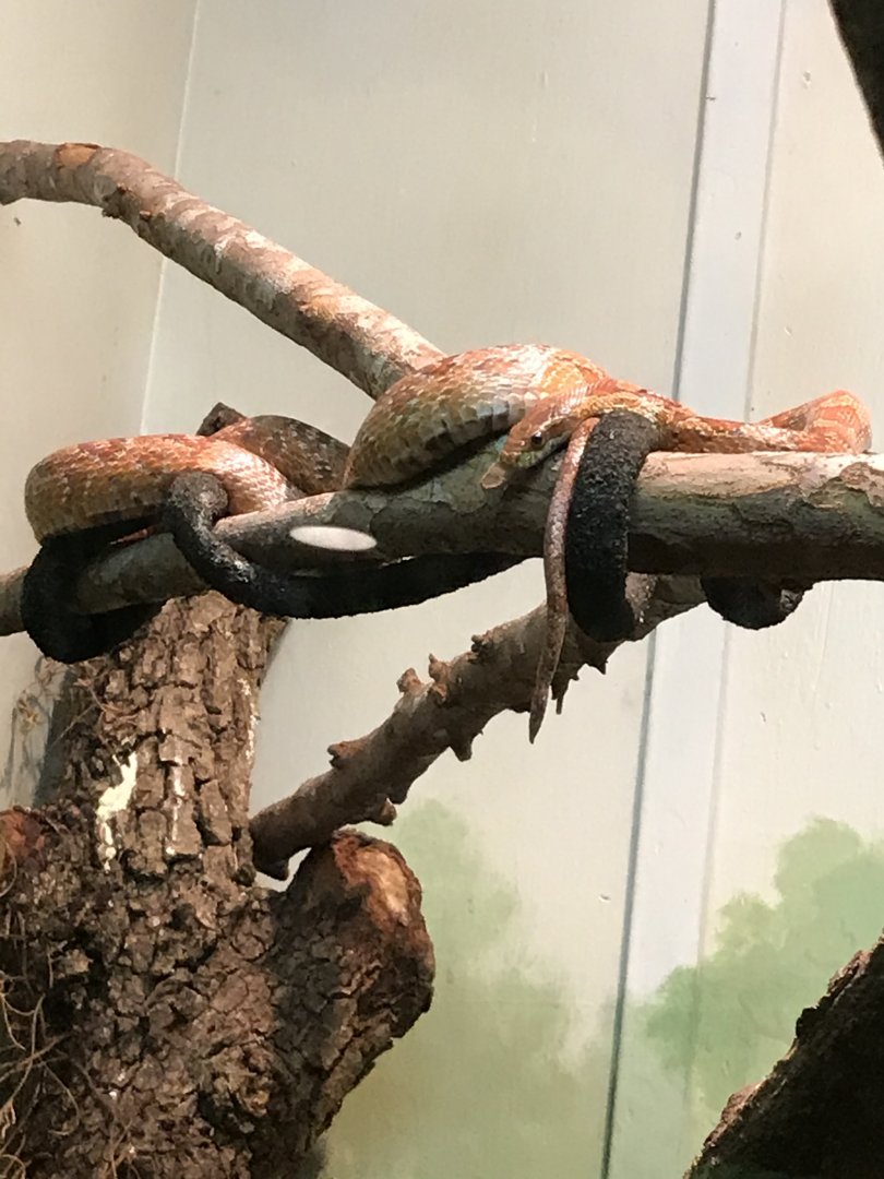 Corn snake