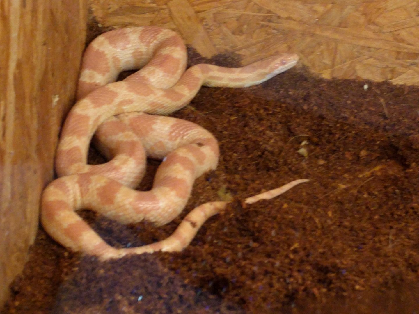 Corn snake