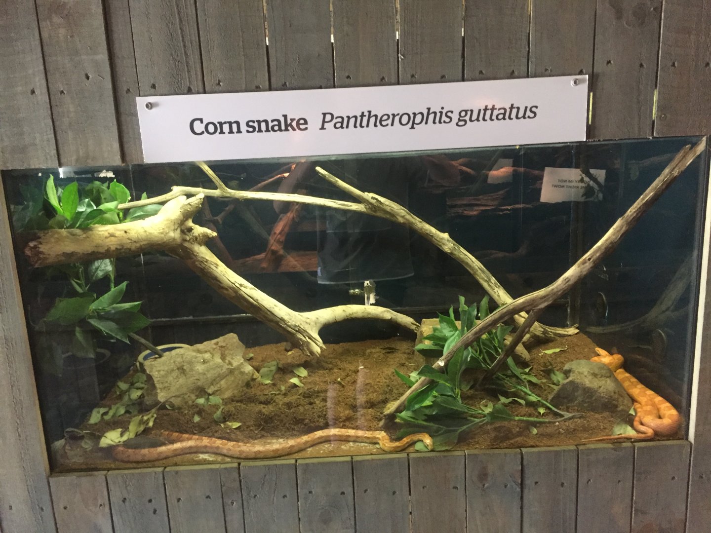 Corn Snake
