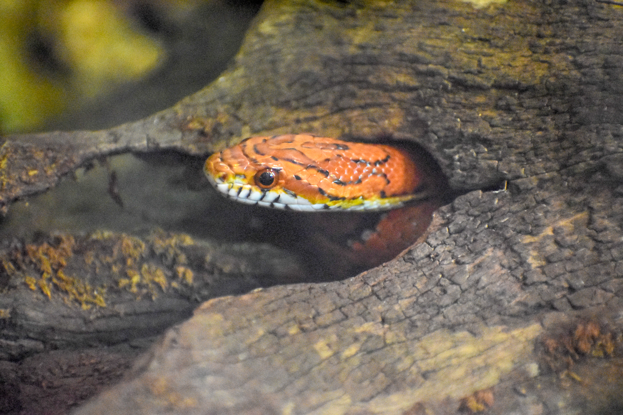 Corn Snake