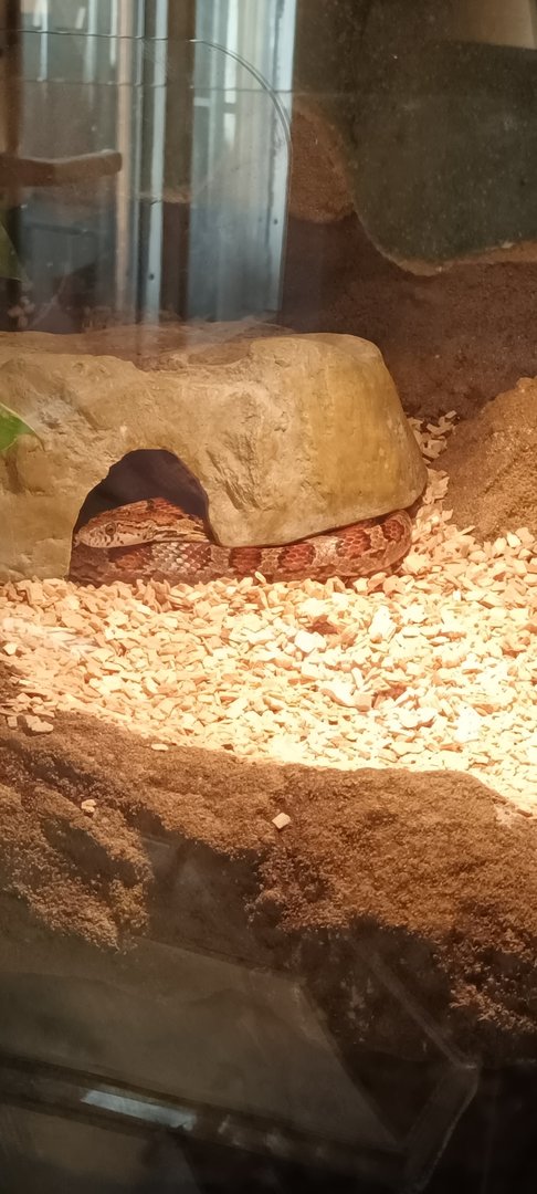 Corn Snake