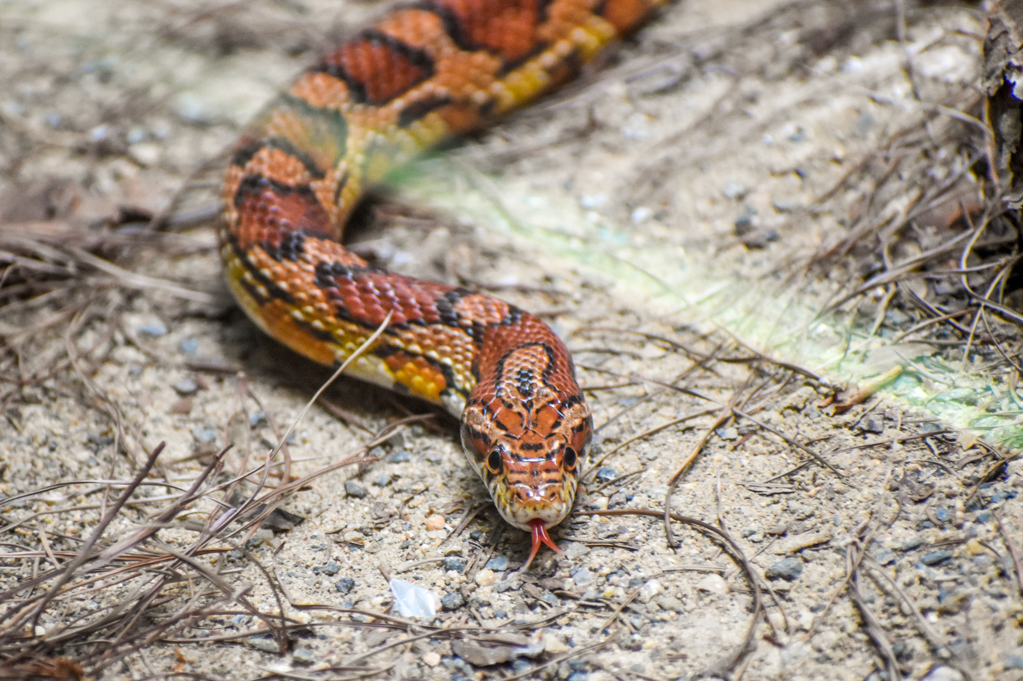 Corn Snake