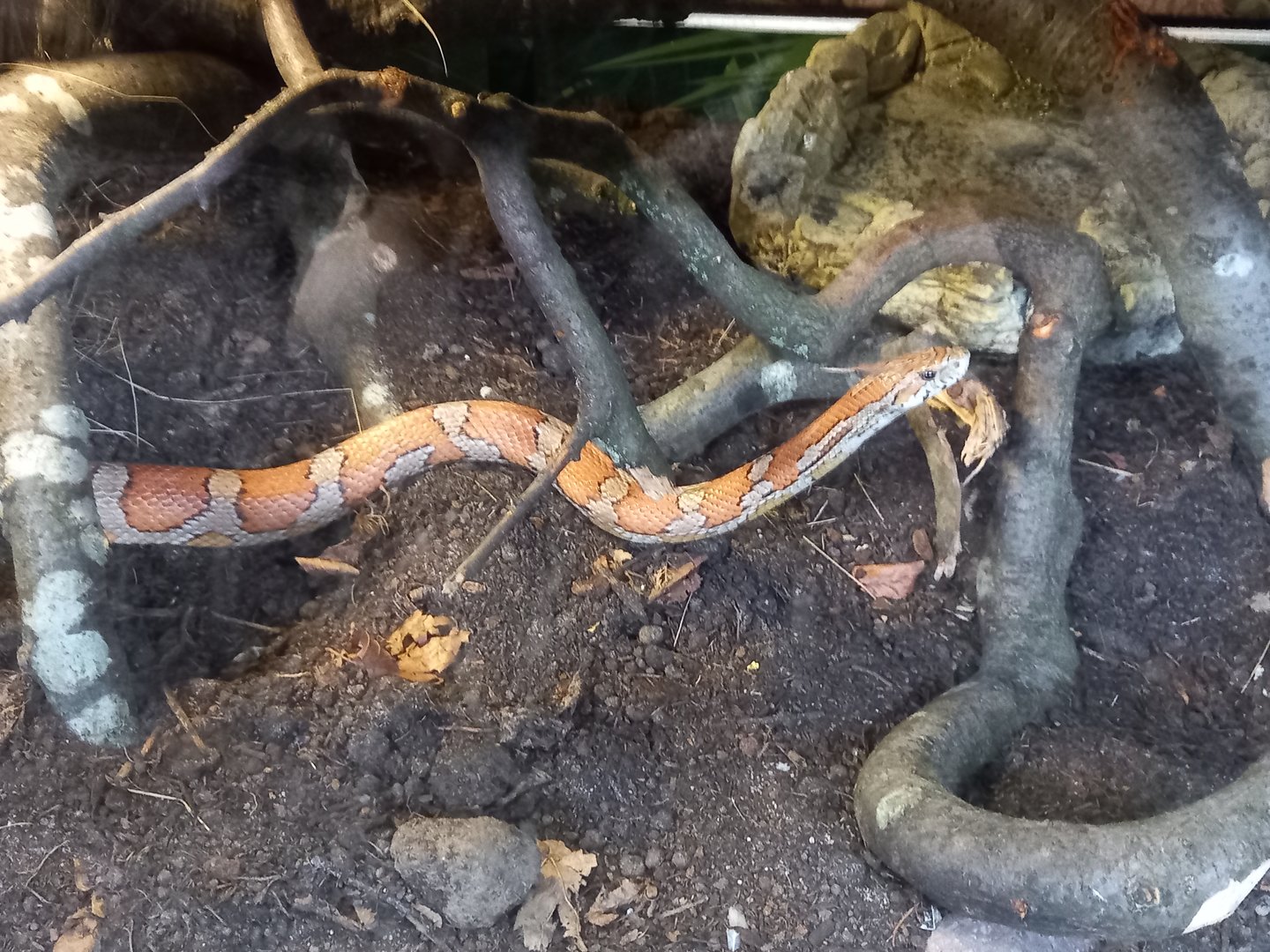 Corn Snake