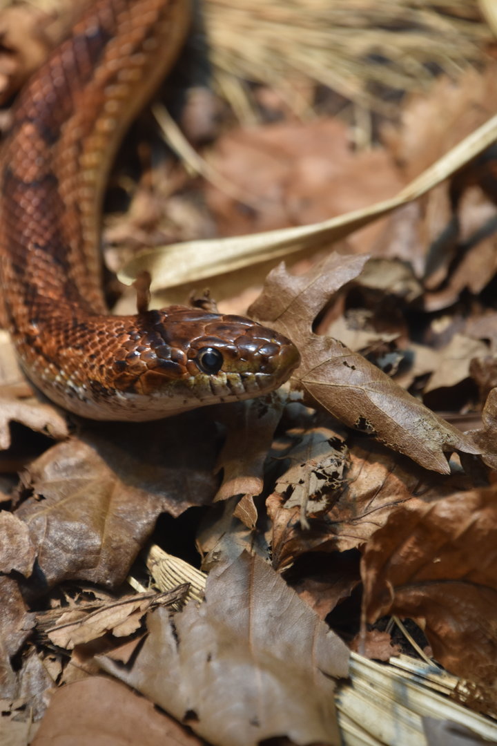 Corn snake