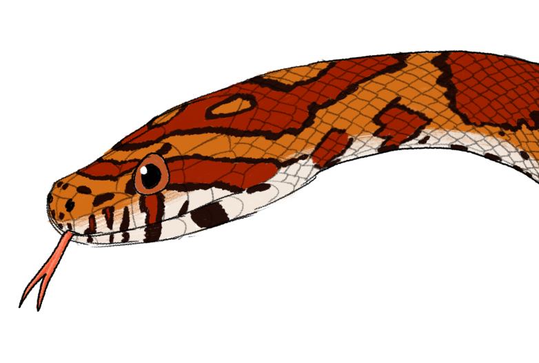 Corn Snake