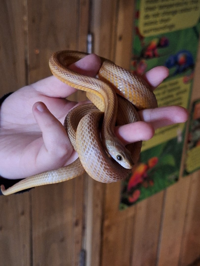 Corn Snake