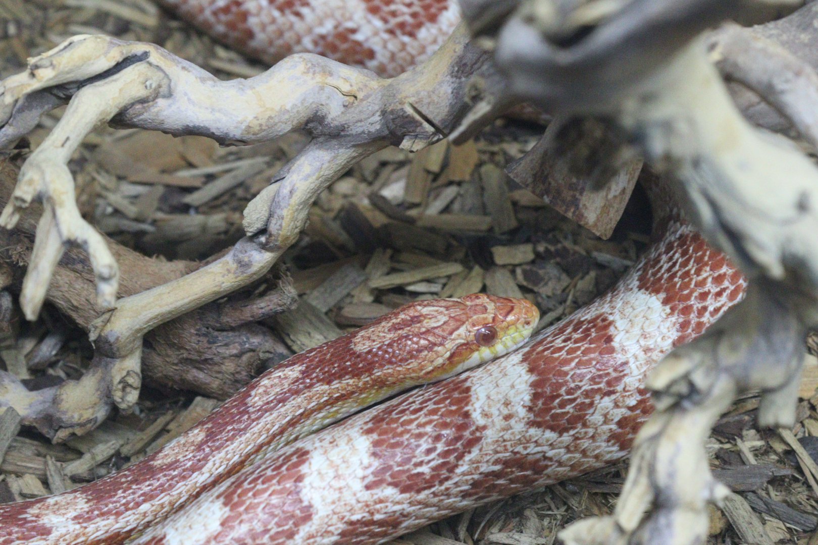 Corn Snake