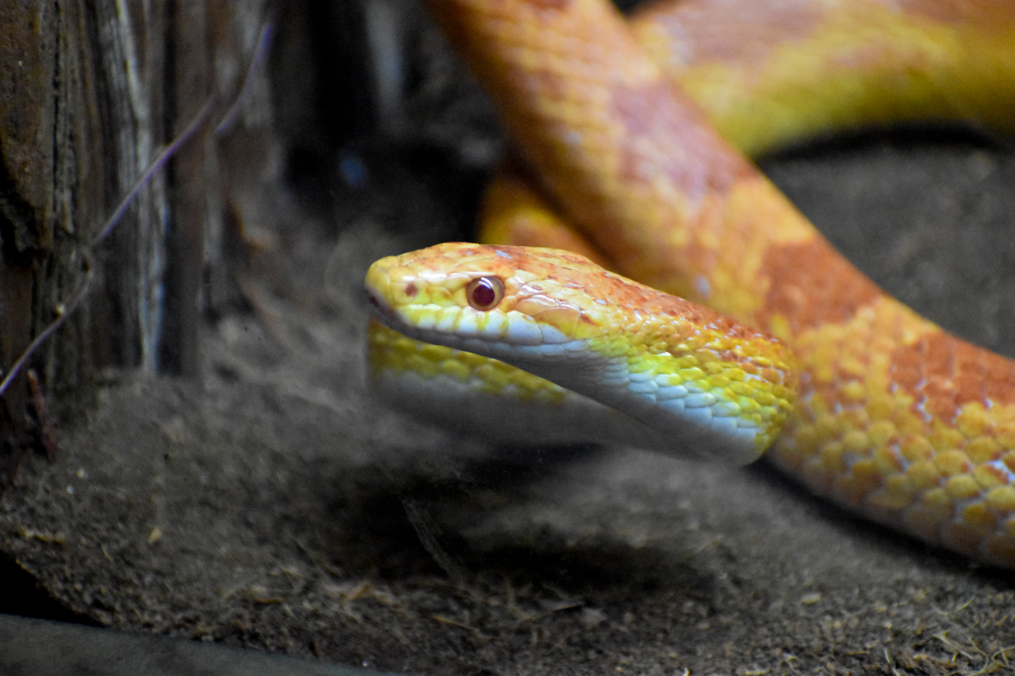 Corn Snake