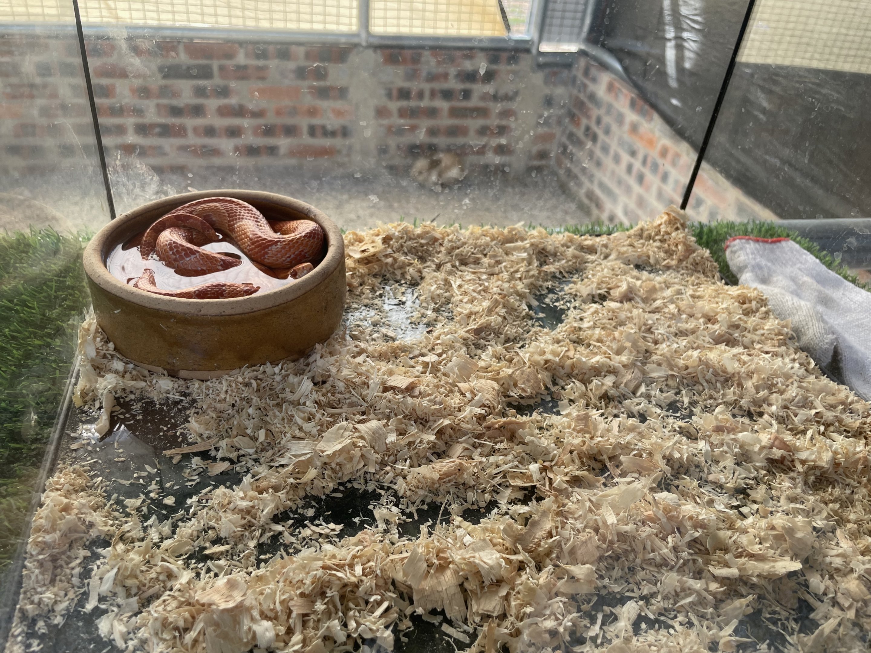 Corn Snake