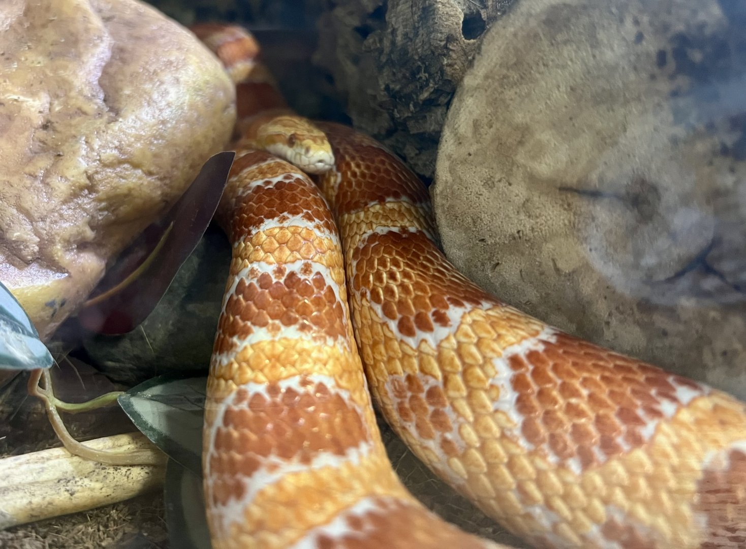 Corn Snake