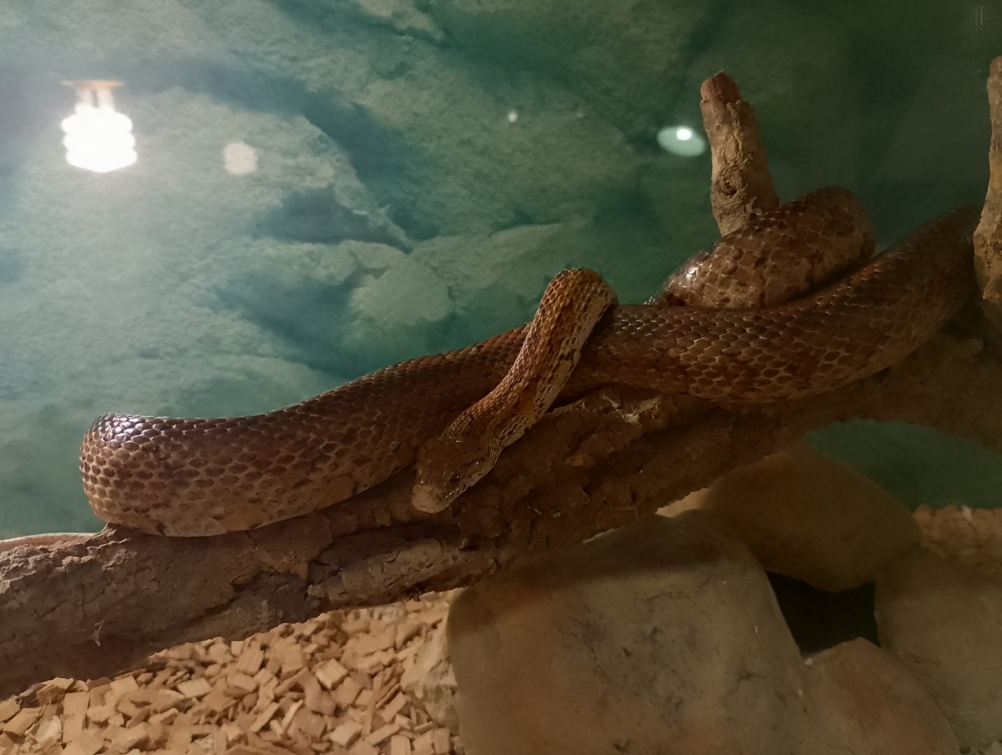 Corn snake