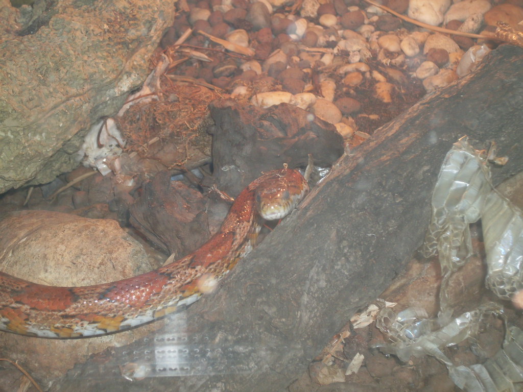 Corn snake