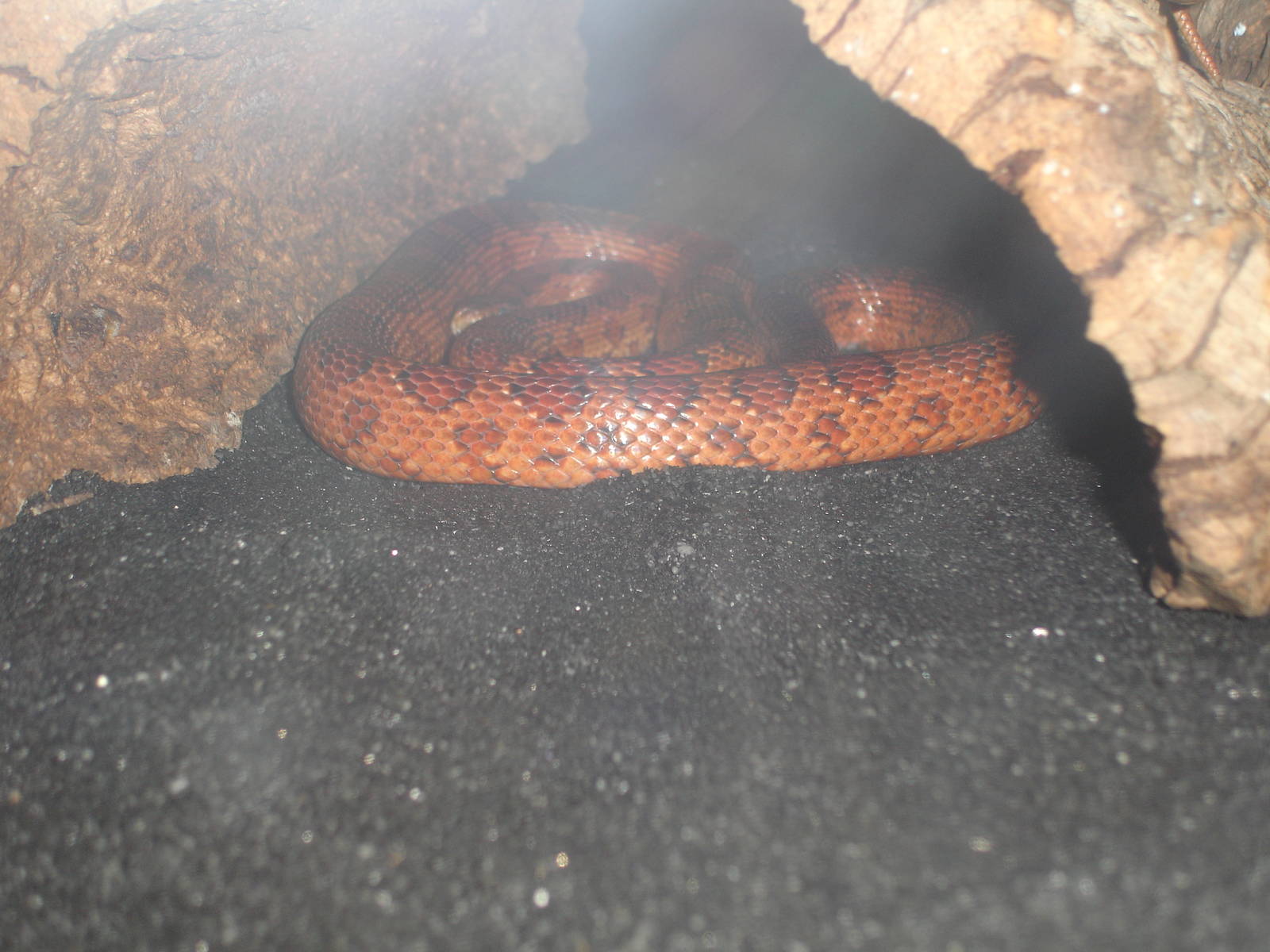 Corn Snake