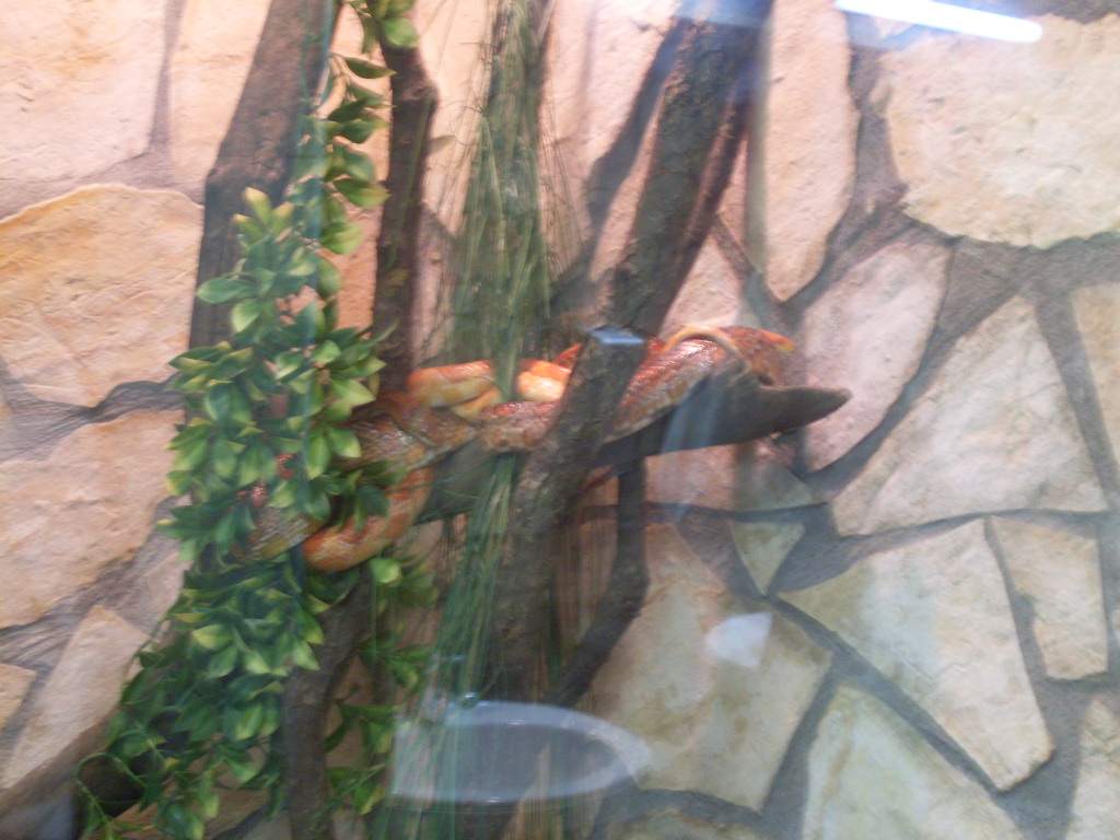 Corn snakes in Green Pyramid- in the man WC!!!